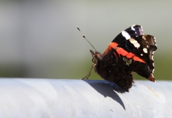 Schmetterling Schmetterling