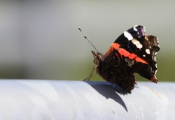 Schmetterling