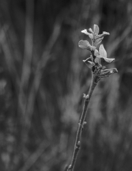 Blume in der Dünenlandschaft