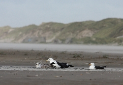 Möwen am Strand