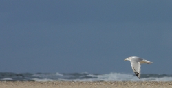 Möwe im Anflug